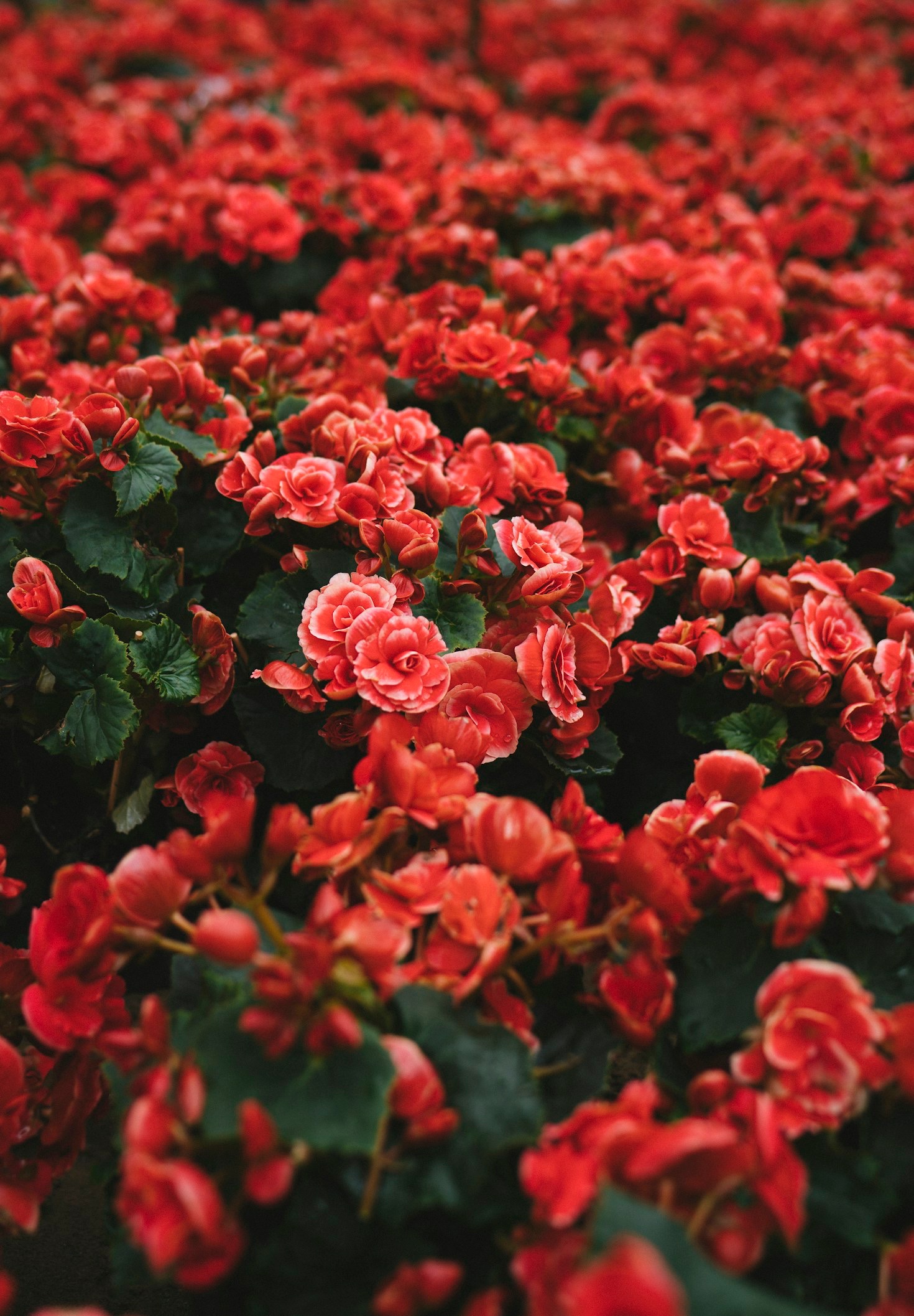 Comment les fleurs peuvent influencer votre bien-être émotionnel