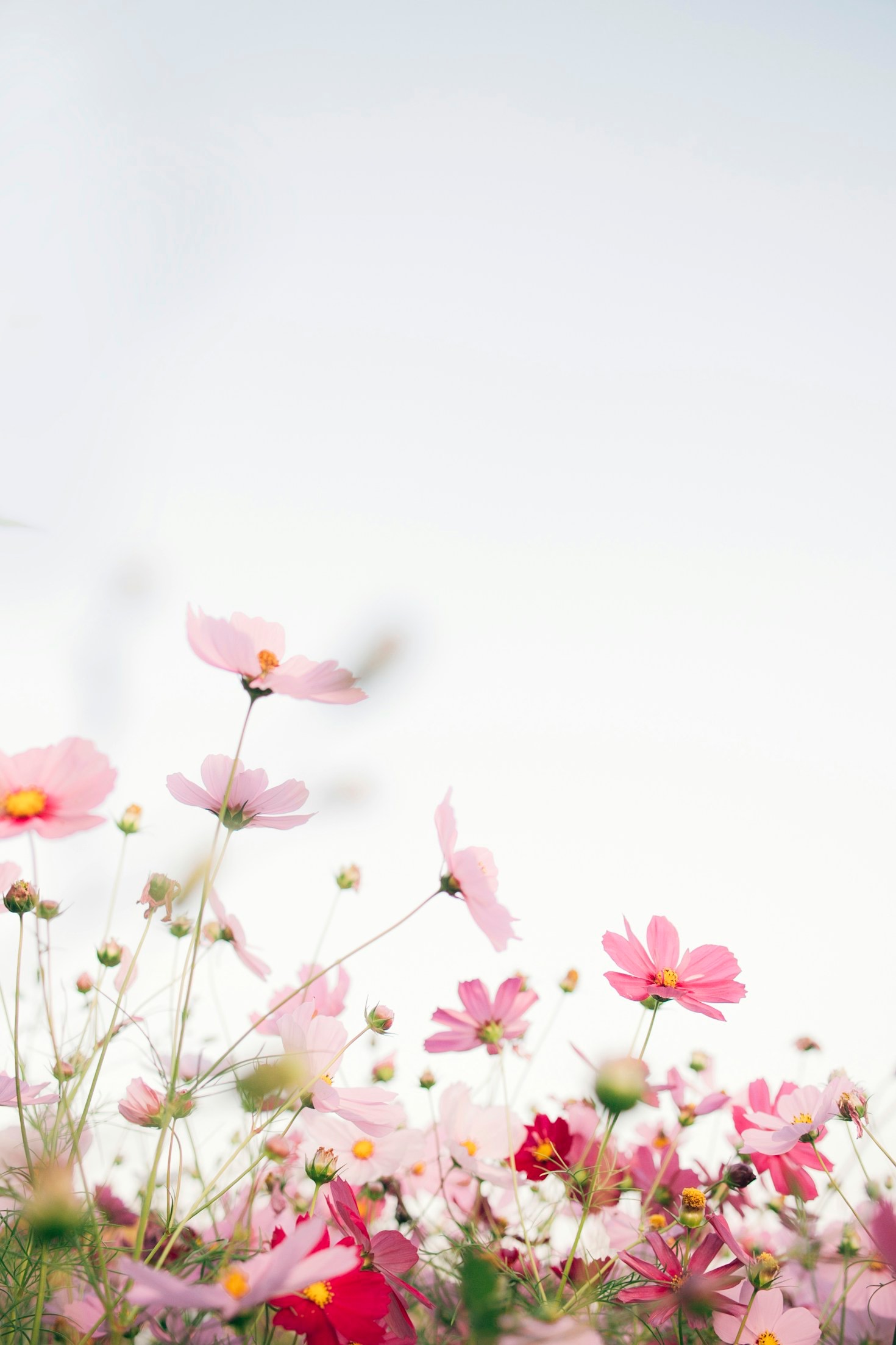 Choisir les bonnes fleurs pour rééquilibrer ses émotions